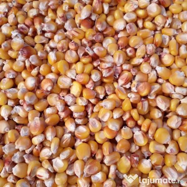 Vand porumb boabe - 2025 - ofer transport - Negociabil