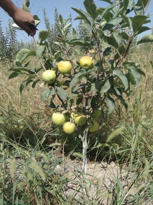 Mevali kuchatlar ishonchli va sifatli sertifkatlashtirilgan