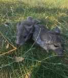 Chinchilla de Vânzare 250 lei