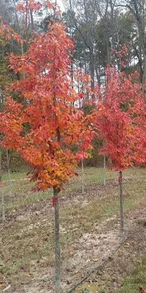 Arborele De Fier Persian