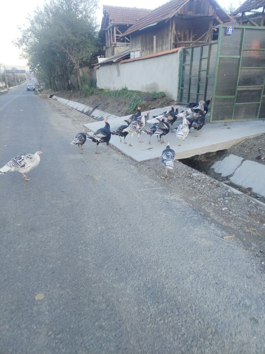 Vand curci si curcani