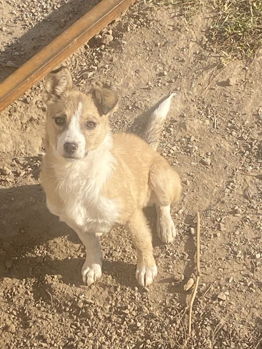 Срочно отдаю в добрые руки щенка.