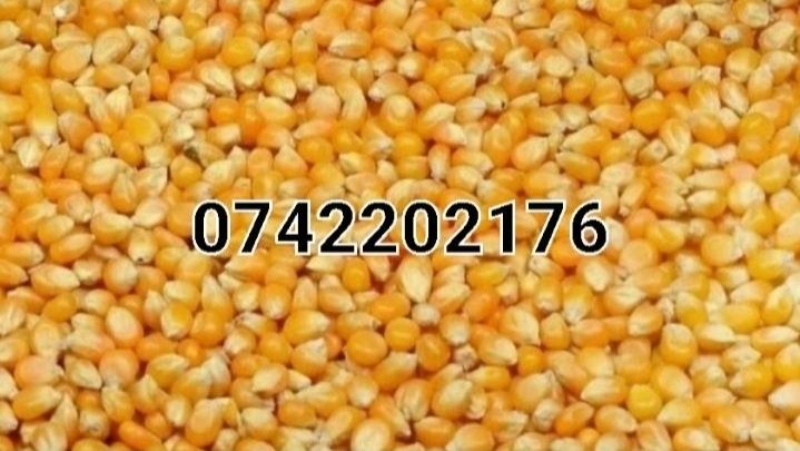 Vand porumb 1 leu