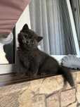 British Shorthair Blue