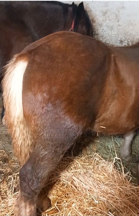 De vânzare mânz de 7 luni.