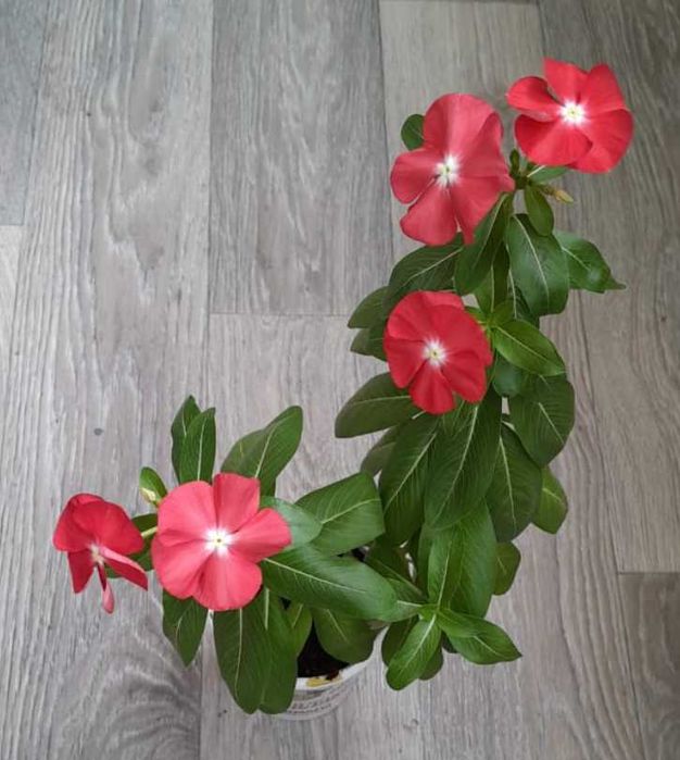 Катарантус (Барвинок)