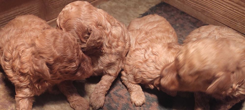 Той и мини пуделчета