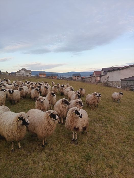 Vând oi mai multe detalii la telefon