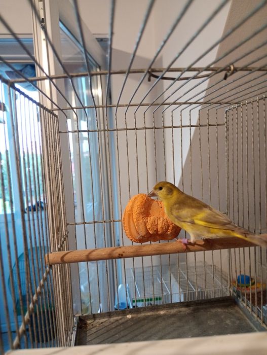 Colivi și canari