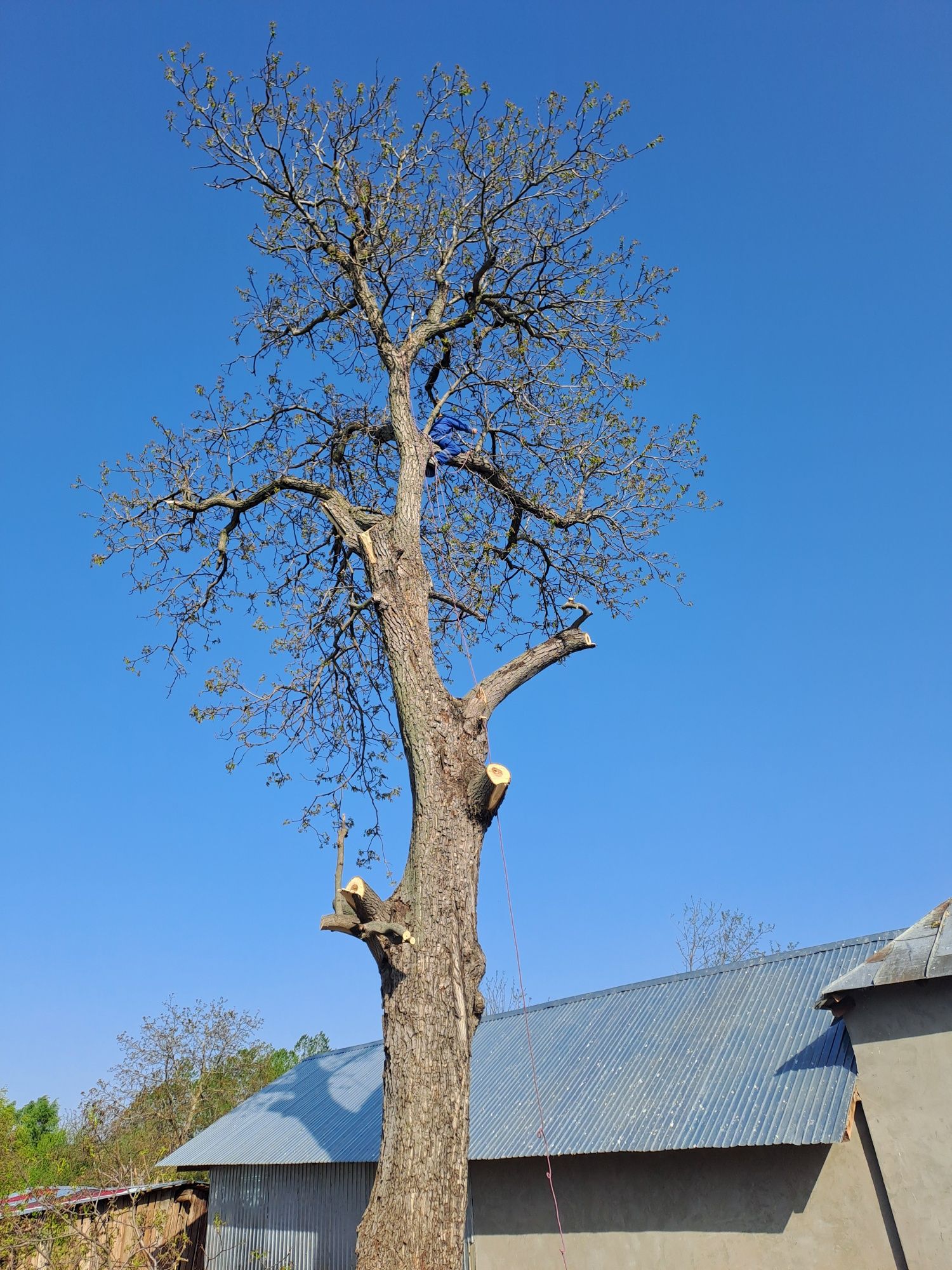 Defrișări/Tăiere Arbori/Lucrari cu Motosapa