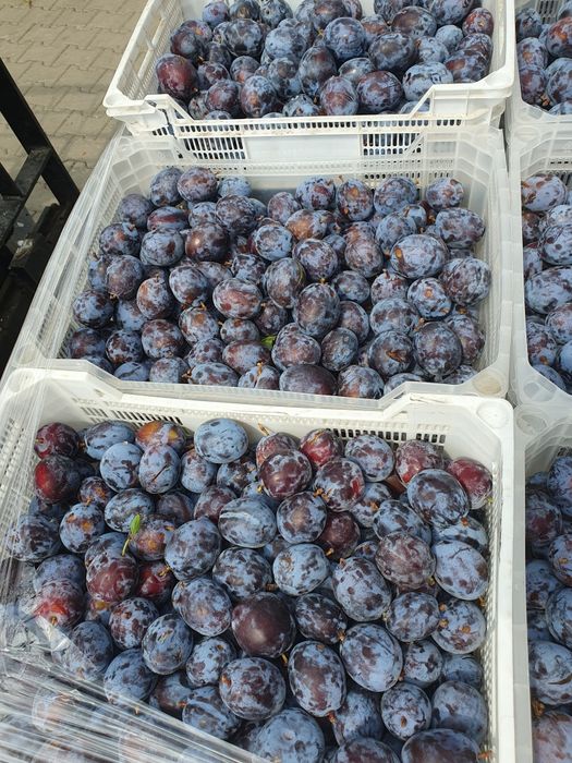 Vand Prune de tuica