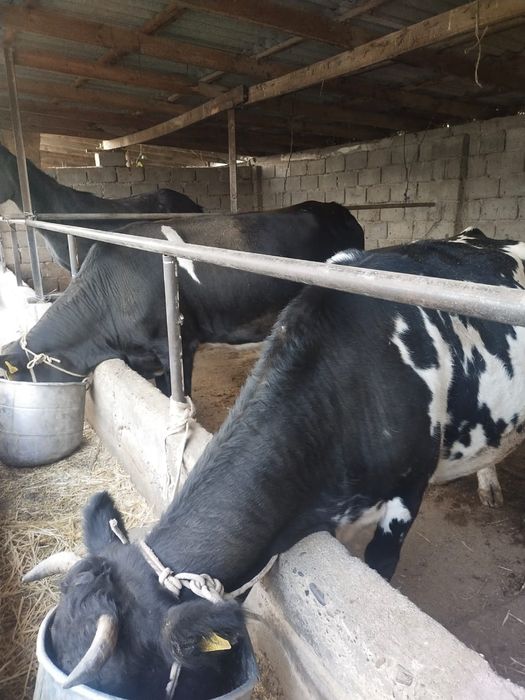 Буаз сиырлар сатылады. Жакын арада бузаулайды 2-3 туган сиырлар .