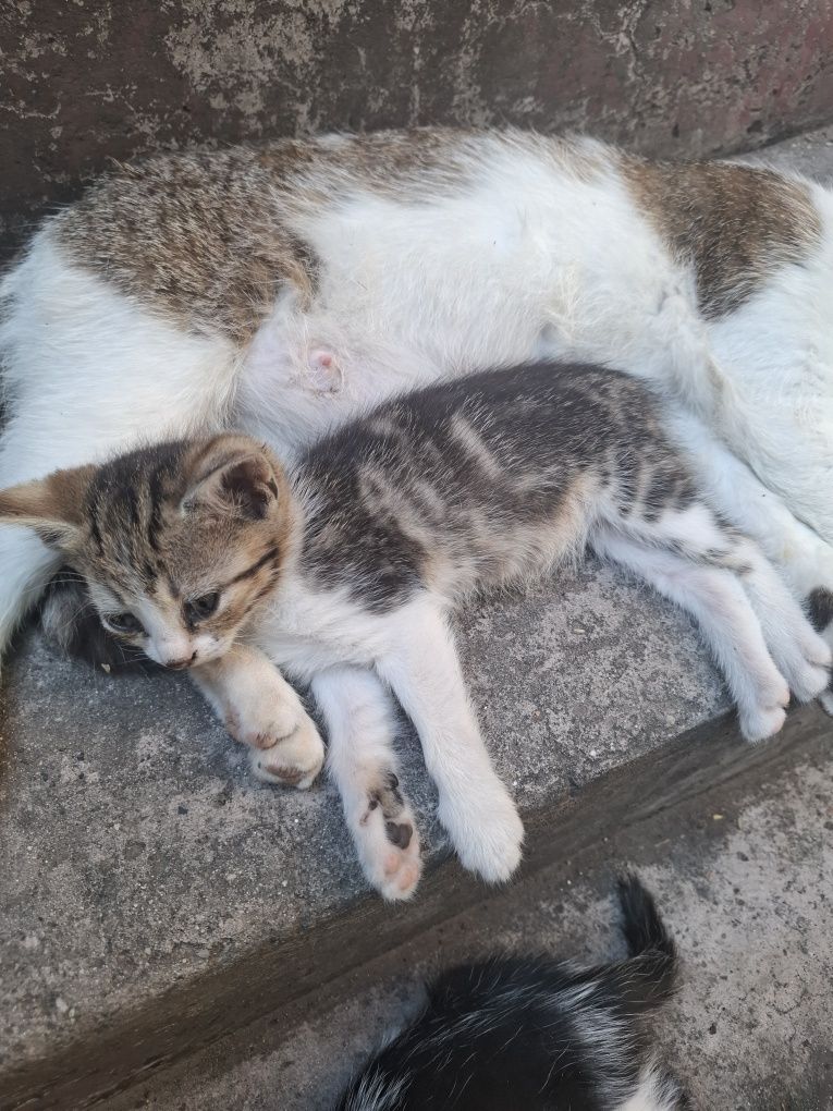 Ofer pui de pisica spre adoptie