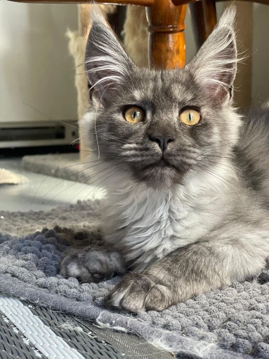 Pui Maine Coon pedigree 4 luni black smoke si pale black