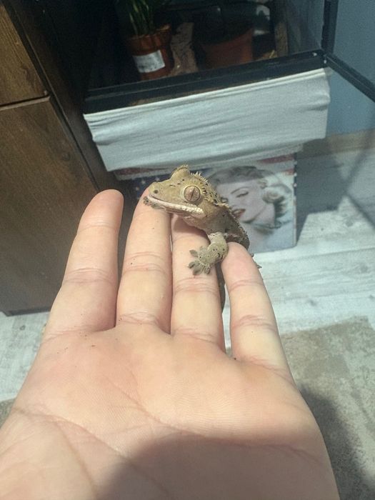 Vând șopârlă gecko plus terariu