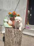 Vând cățel de Bichon Maltez