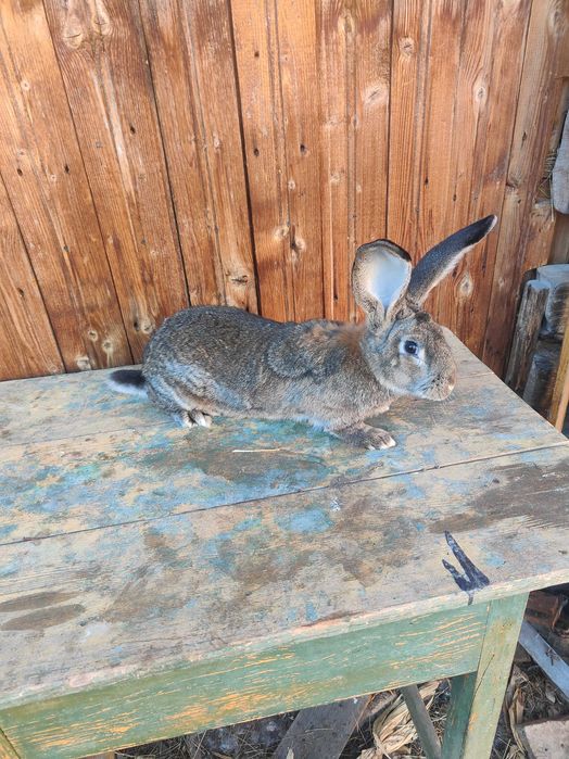 Vând uriaș german alb și grii