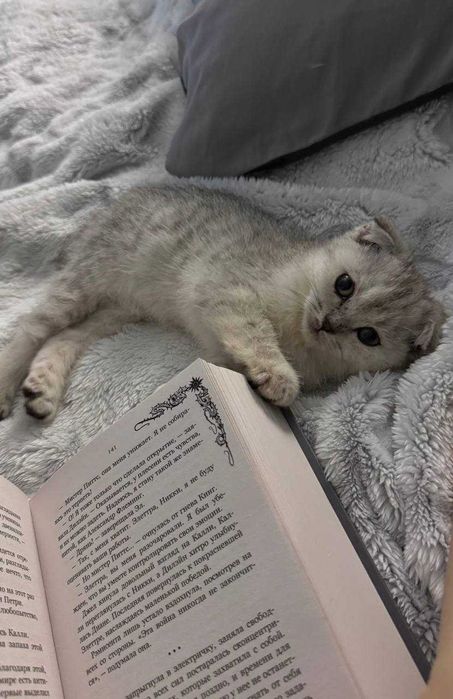 Продаётся котёнок серебристая шиншилла скоттиш фолд