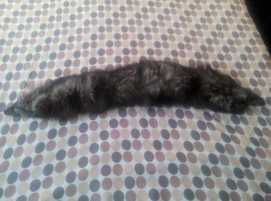 Vand guler haina Vulpe