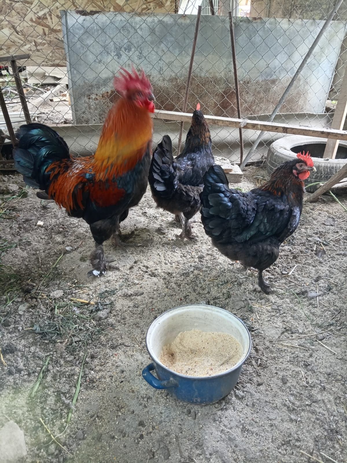 Găini marans negru arămiu