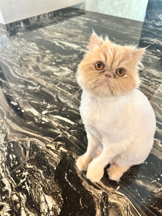 donez pisica persana