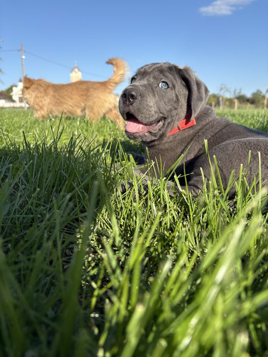 Cane corso blue  fetita