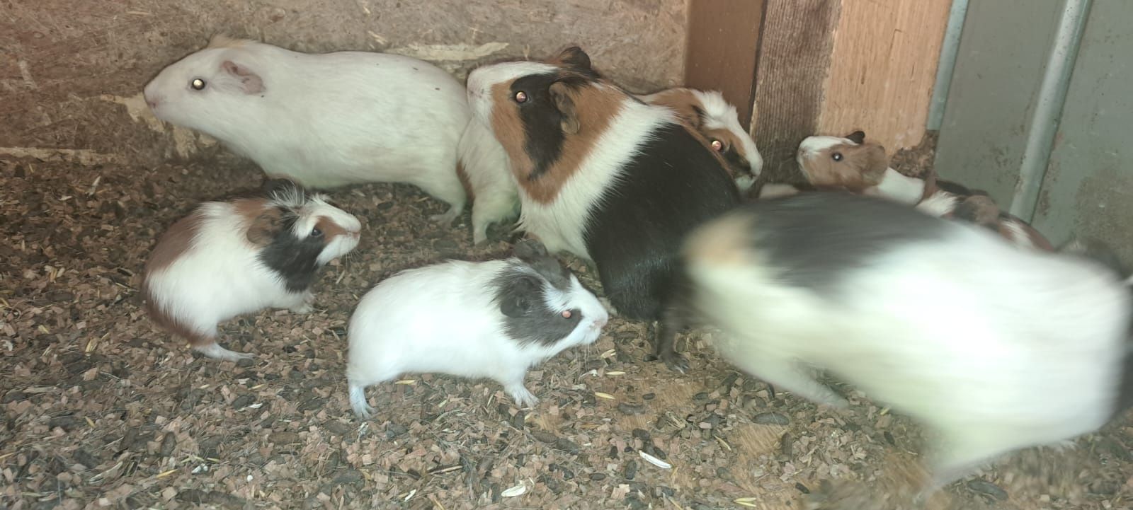 Porcușori de Guineea