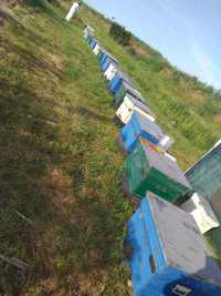 Vand 35 familii de albine.