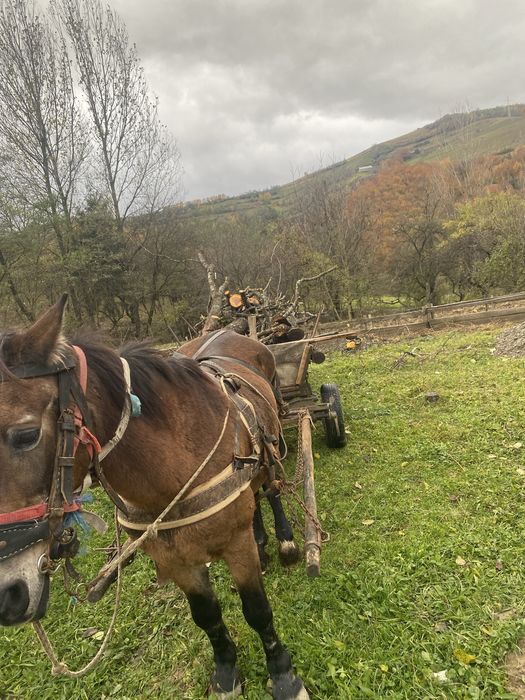 Vand iapa buna de ham