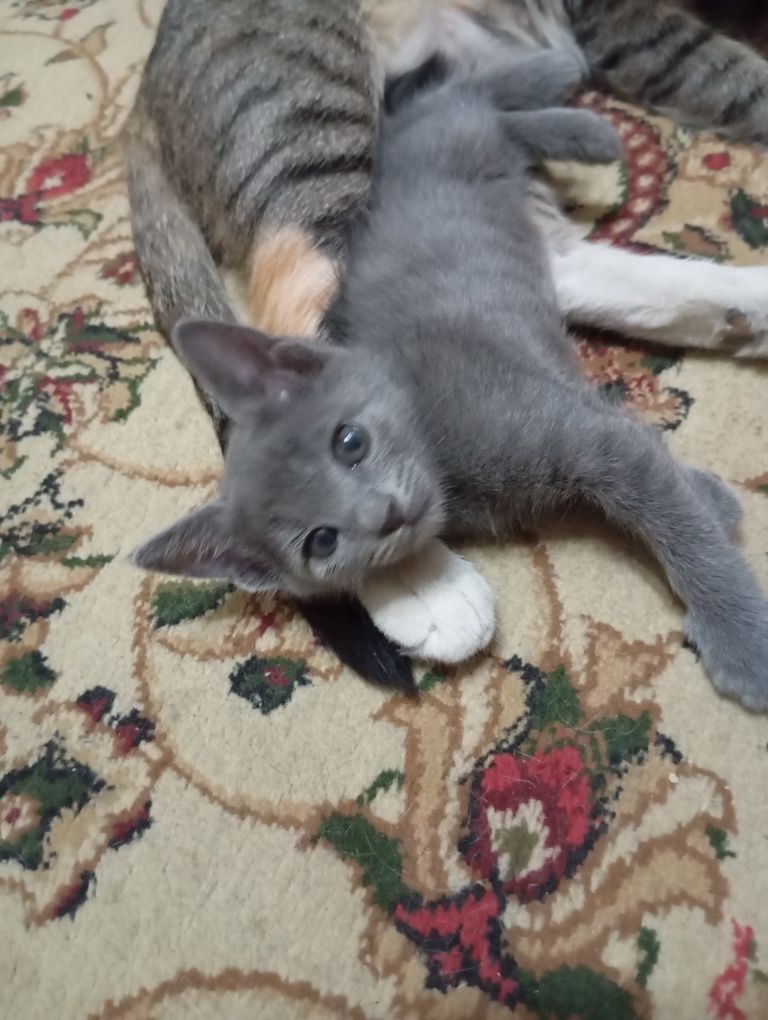 Котёнок - девочка
