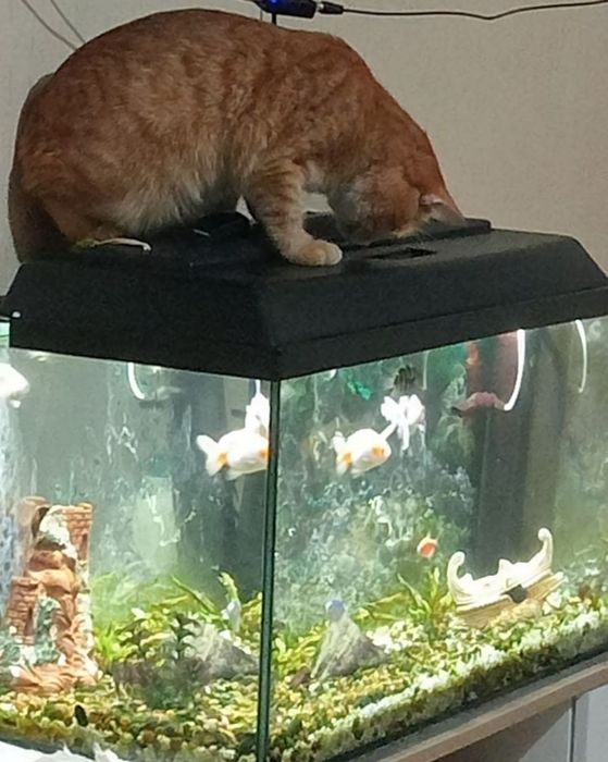 Продам аквариум.