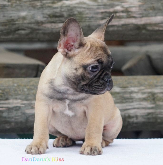 Bulldog francez bej cu pedigree - fetita