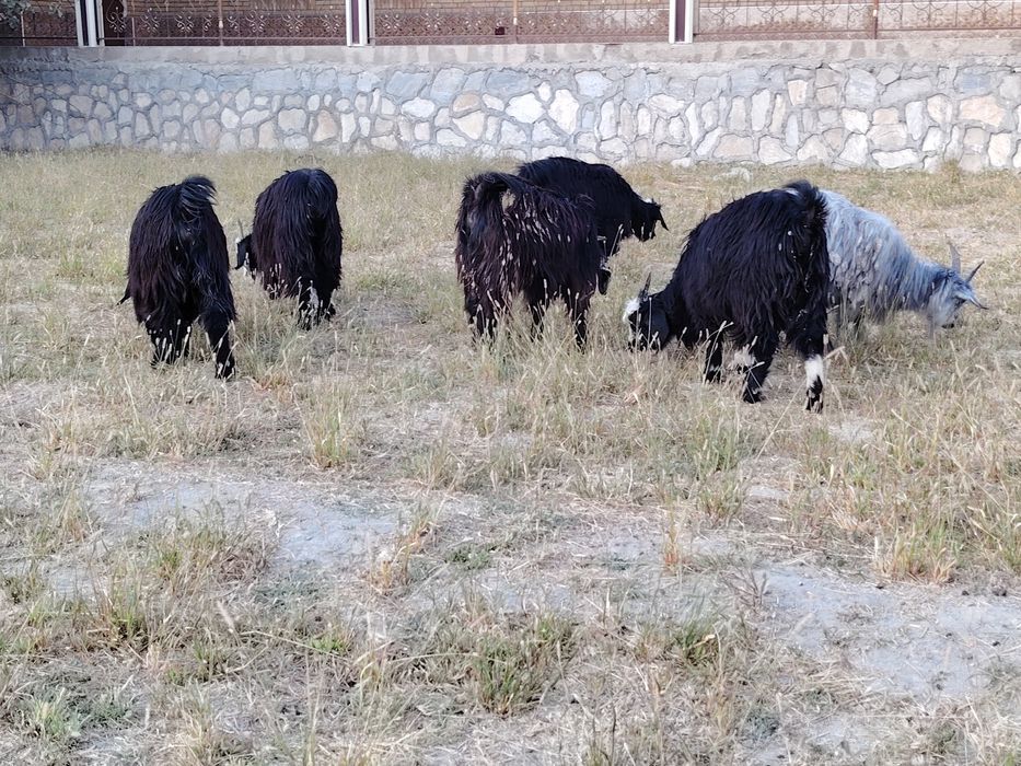 Moda  qisir uloqlar sotiladi