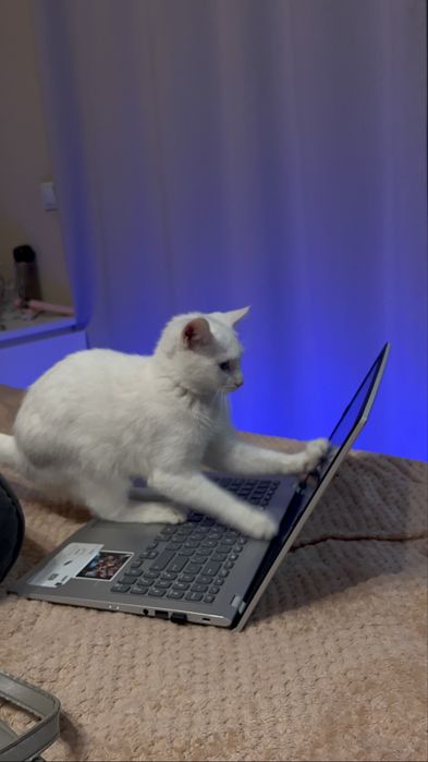 Кошка турецкая ангора
