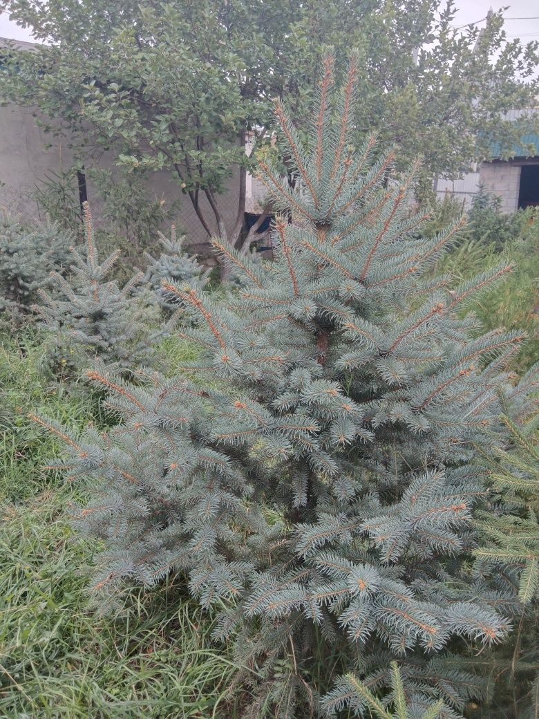 Саженцы хвойных деревьев