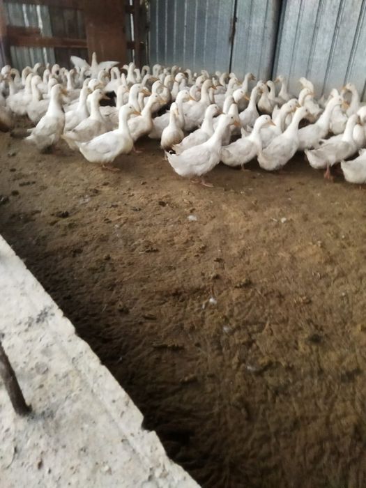 Продаются живые домашние утки разного возраста, включая молодняк