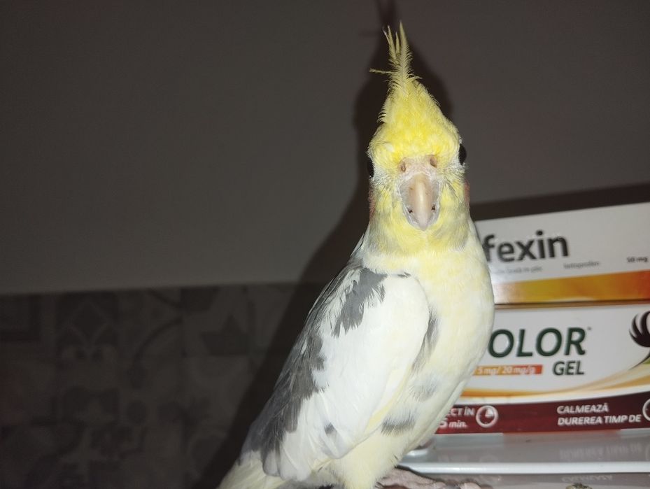 Nifa mascul de vanzare