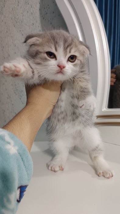 Продаётся котёнок скотиш фолд девочка