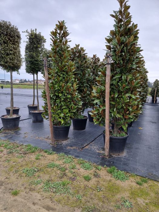 Vand pom pon fotinia ilex etc