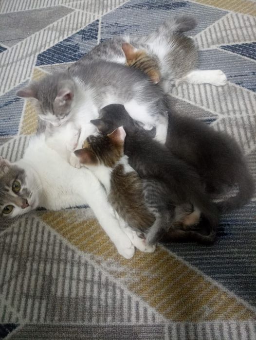 Отдам котят в хорошие руки