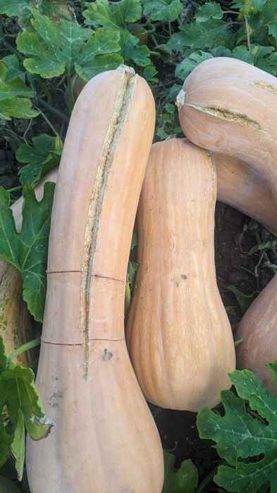 Продавам тикви за фураж