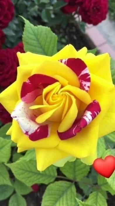 Trandafiri englezesti cu licenta intens parfumati