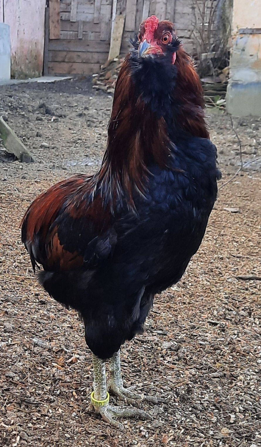 COCOȘI Araucana Potarnichiu sălbatic