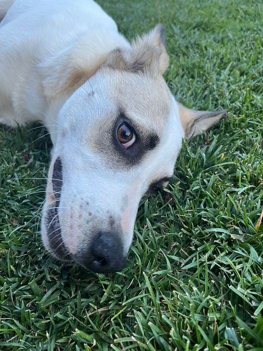 Ofer spre adoptie catelusa metis talie medie