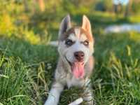 Fetita husky siberian 3 luni cu pasaport