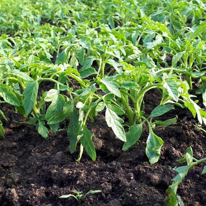 Vând răsaduri de ceapa, roșie, ardei iute, gras, țelină, busuioc