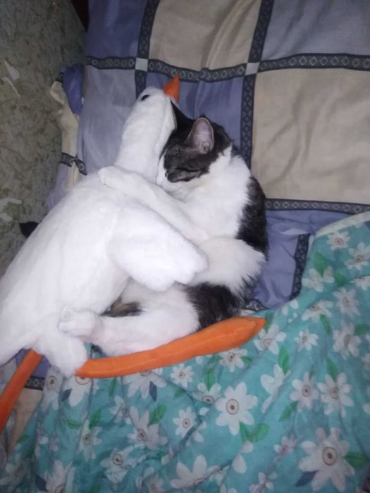 Отдам бесплатно.