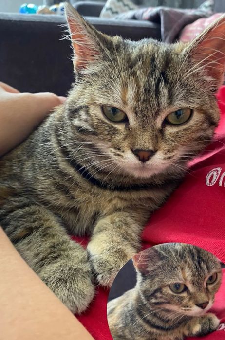 Отдам даром кошку