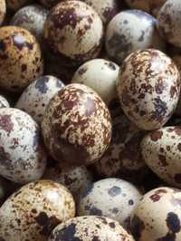 Перепелинные яйца , бөдене жұмыртқасы
