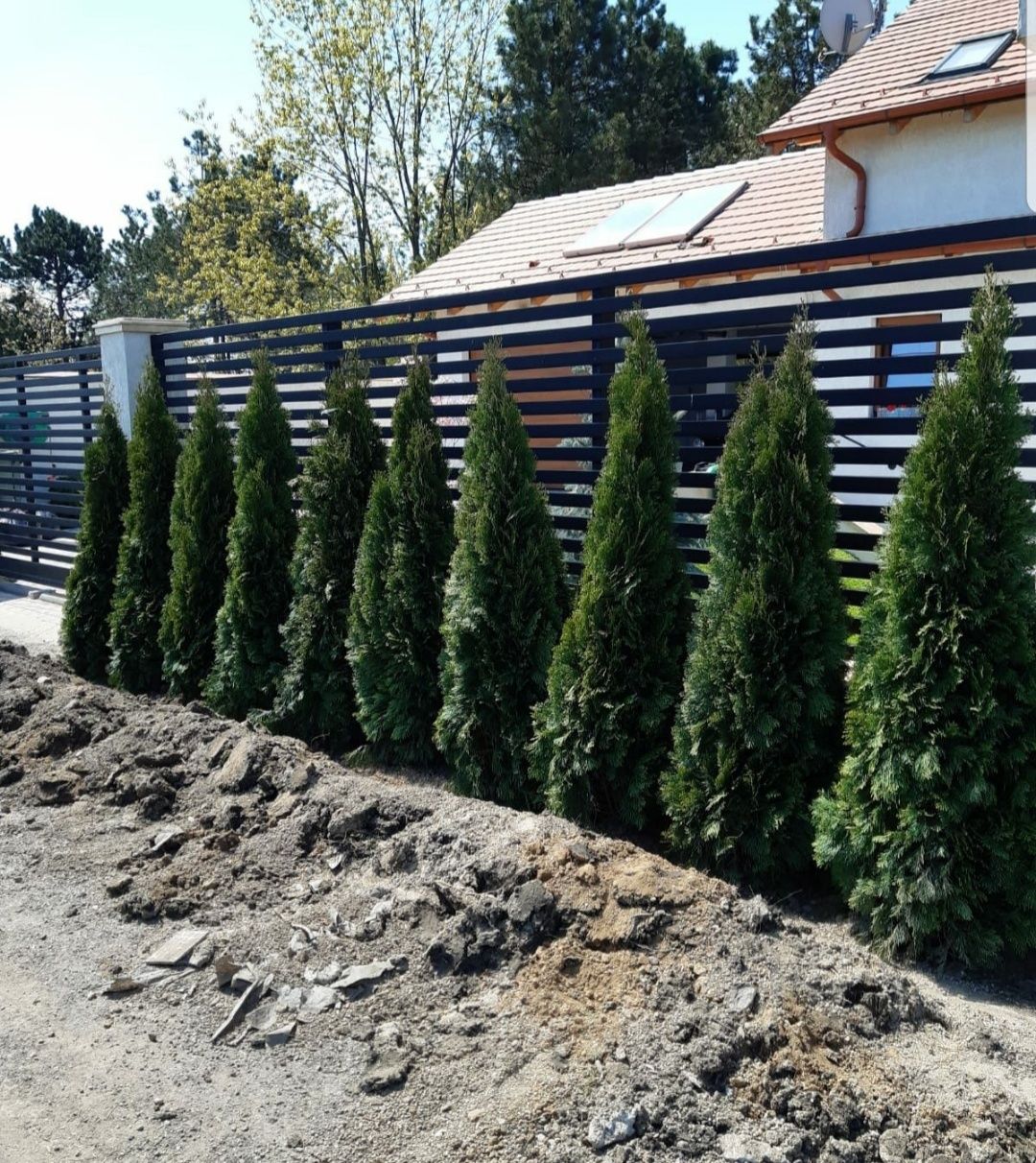 Plante la ghiveci.Pentu terasă sau balcon .Tuia smarald.Ofer transport